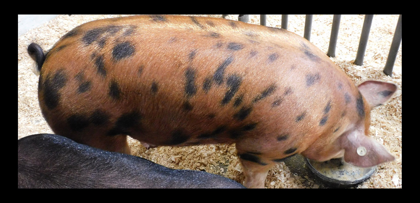 Photo titled Distinctively Colored Pig