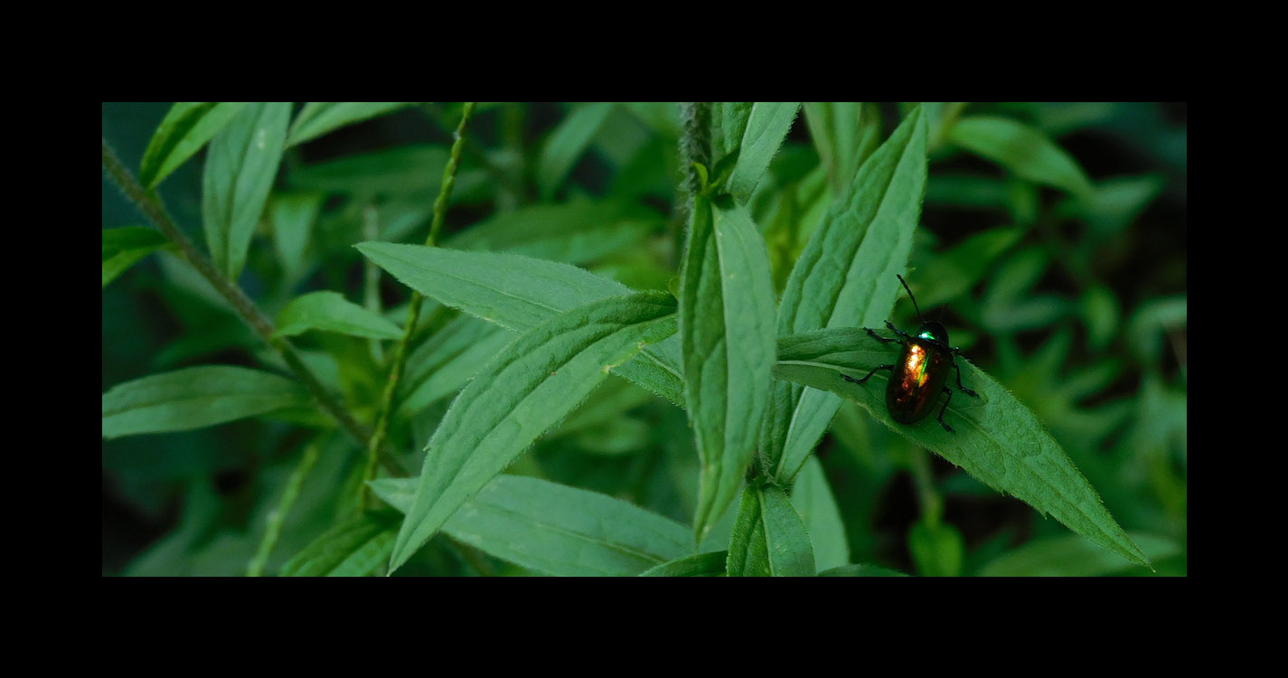 Photo titled Dogbane Beetle