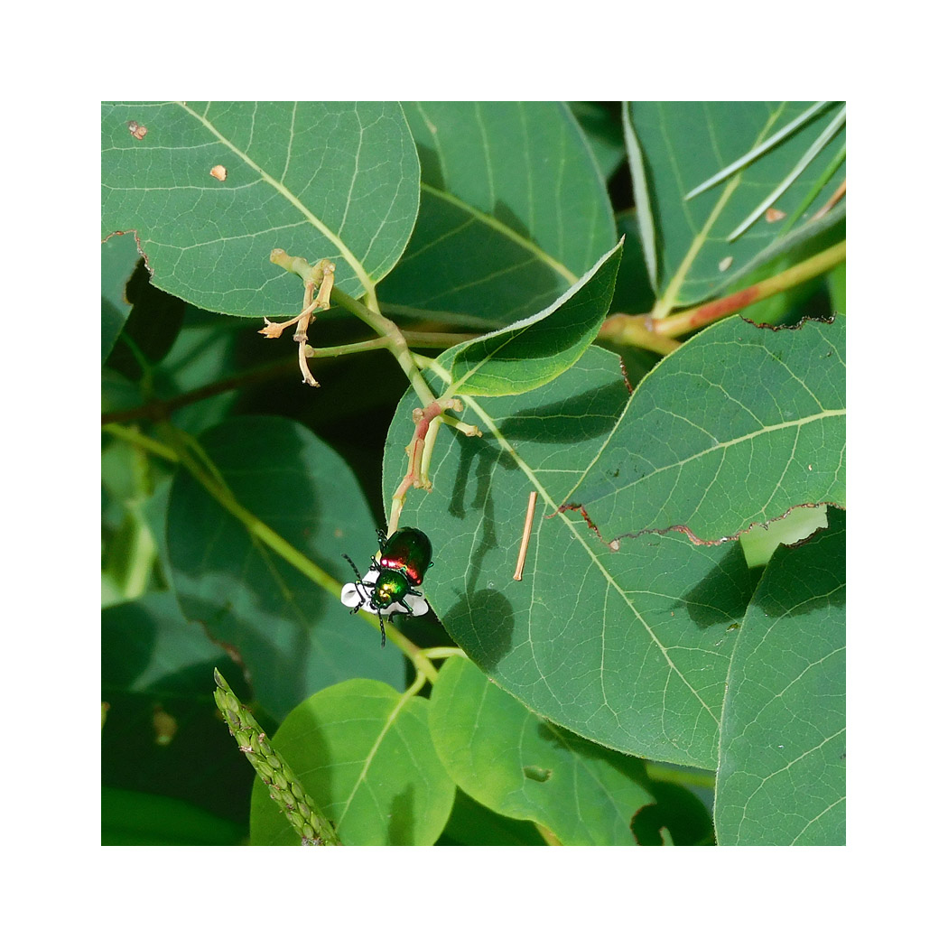 Photo titled Dogbane Beetle on Flower