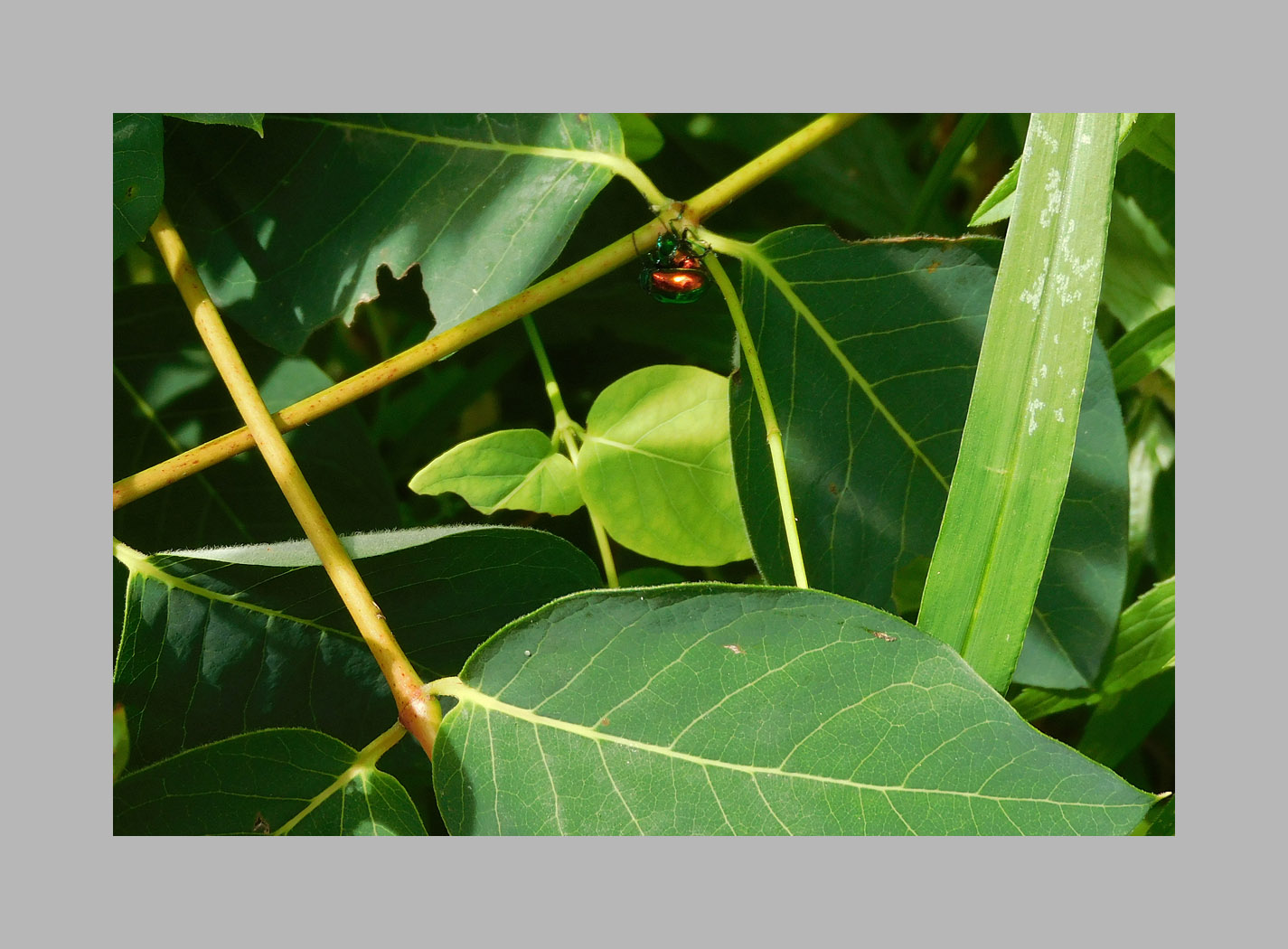 Photo titled Dogbane Beetle Mating