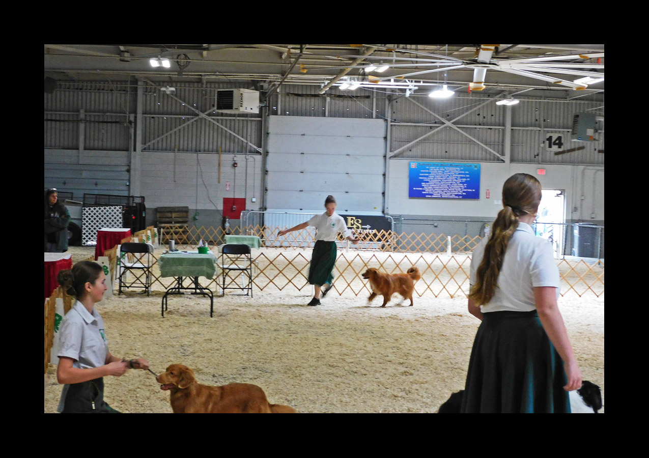 Photo titled Big E Dog Competition