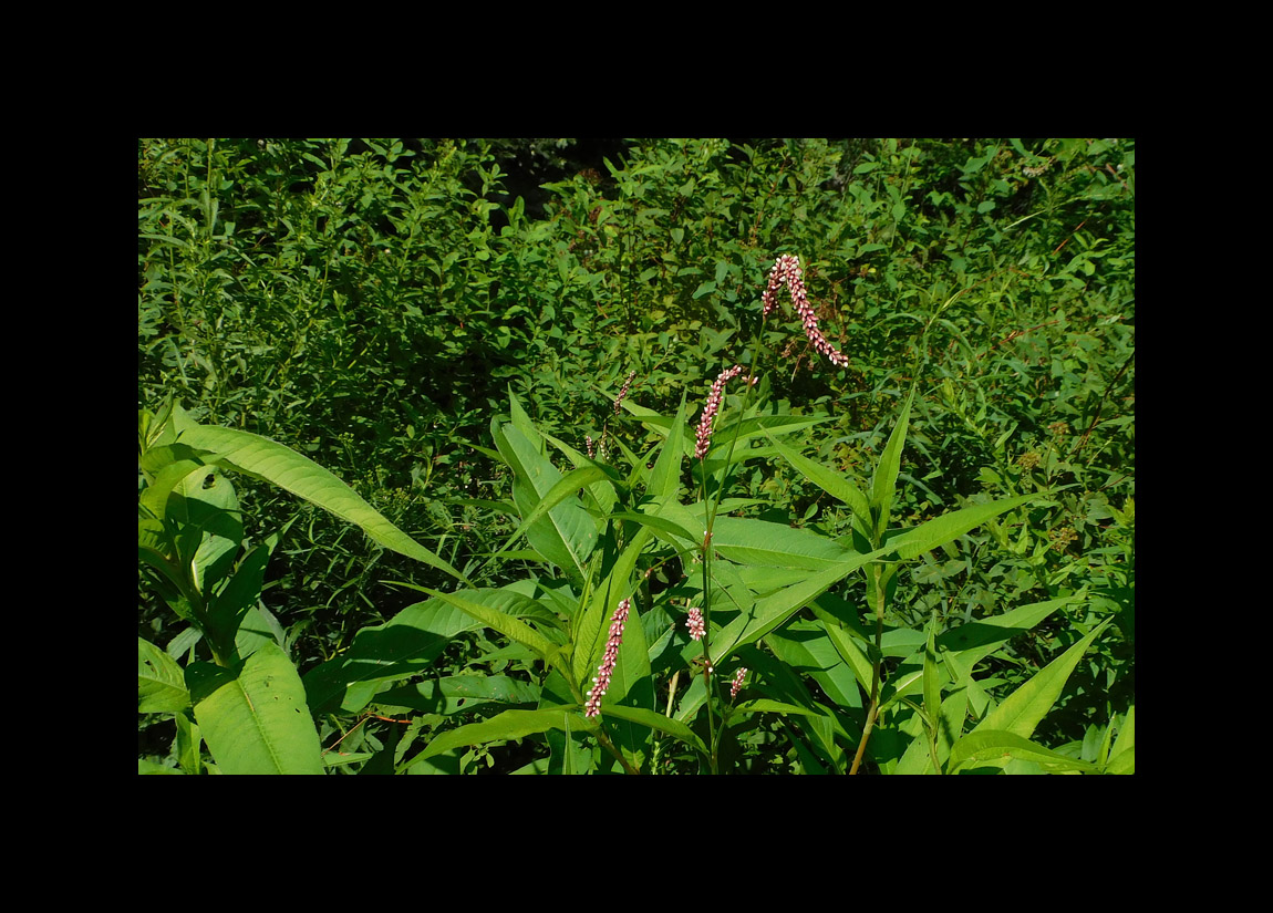 Photo titled Lady's Thumb