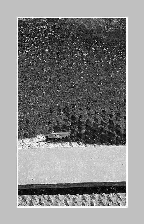 Photo titled Down the Road I Go