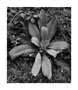Thumbnail titled Plant by Driveway