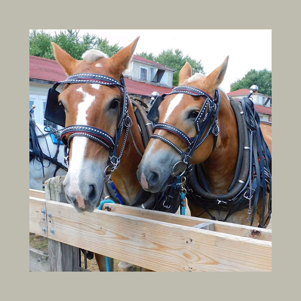 Photo titled Dual Portrait