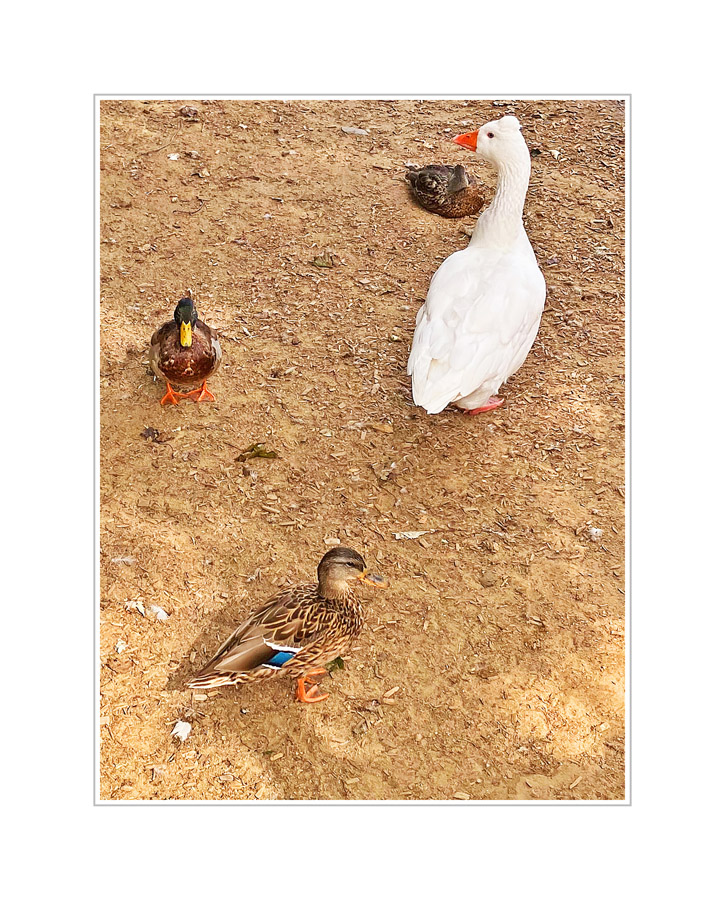 Photo titled Duck Duck Duck Goose