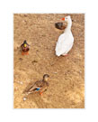 Thumbnail titled Duck Duck Duck Goose
