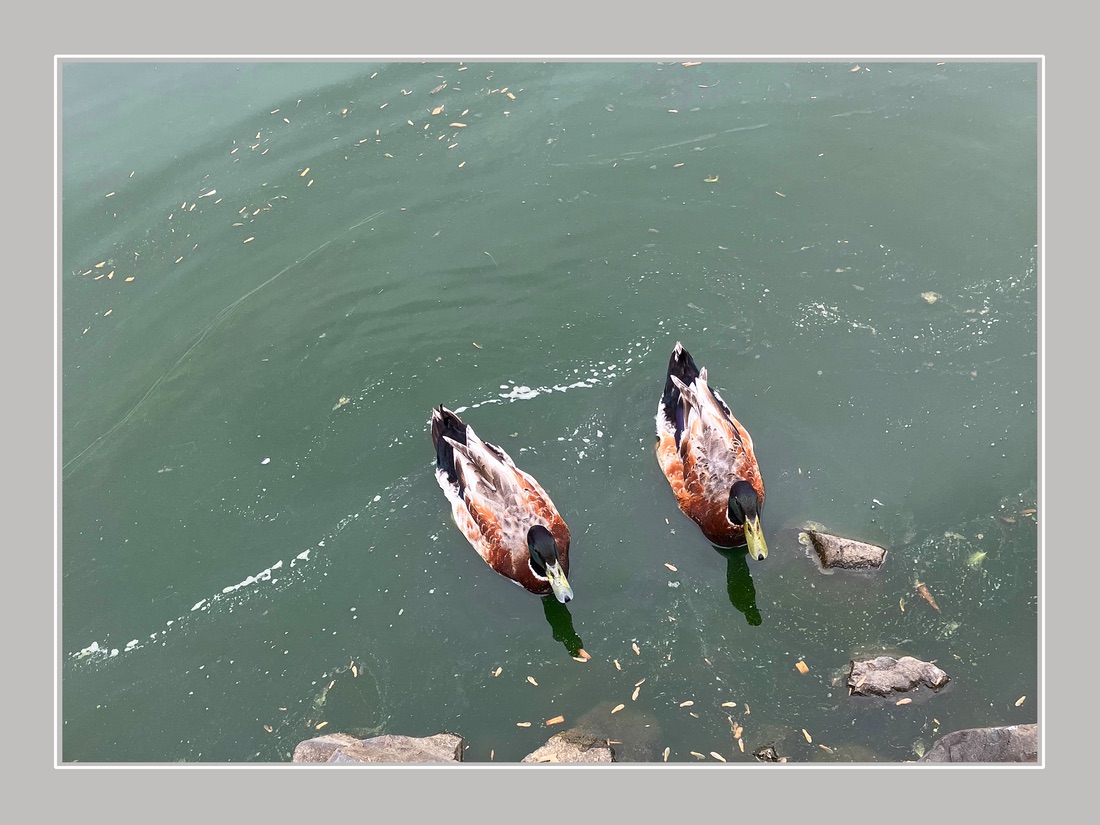 Photo titled Duck Duo