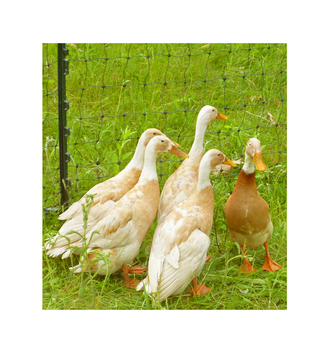 Photo titled Duck Family