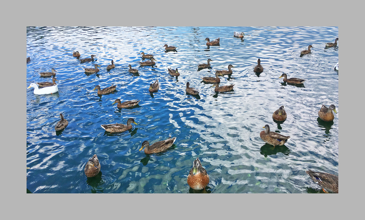 Photo titled Duck Pond