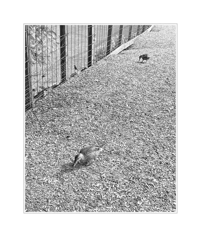 Photo titled Ducks on the Path