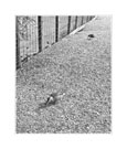 Thumbnail titled Ducks on the Path