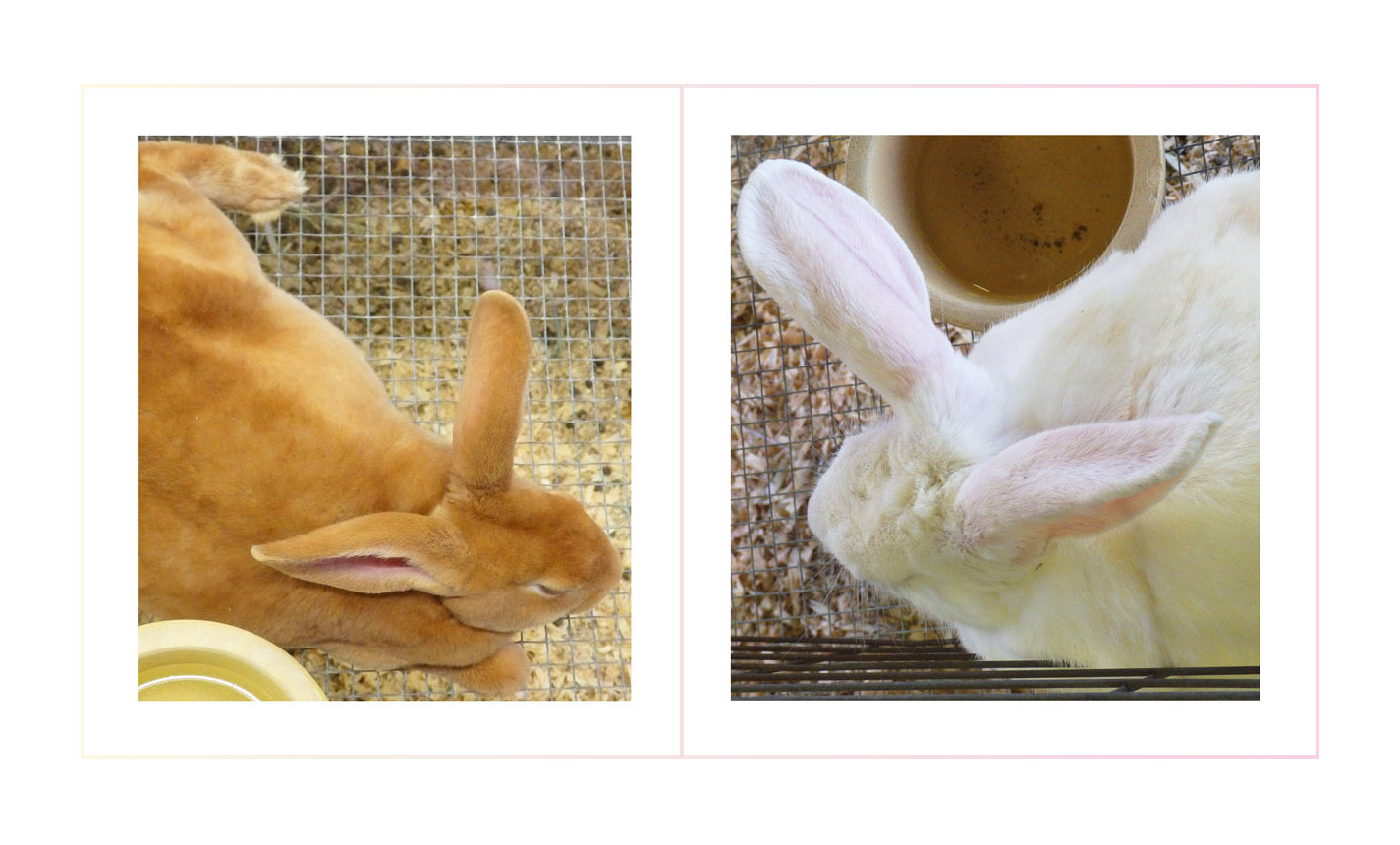 Photo titled Ears Askew