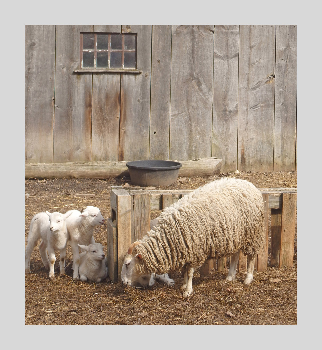 Photo titled Wisdom of the Elder