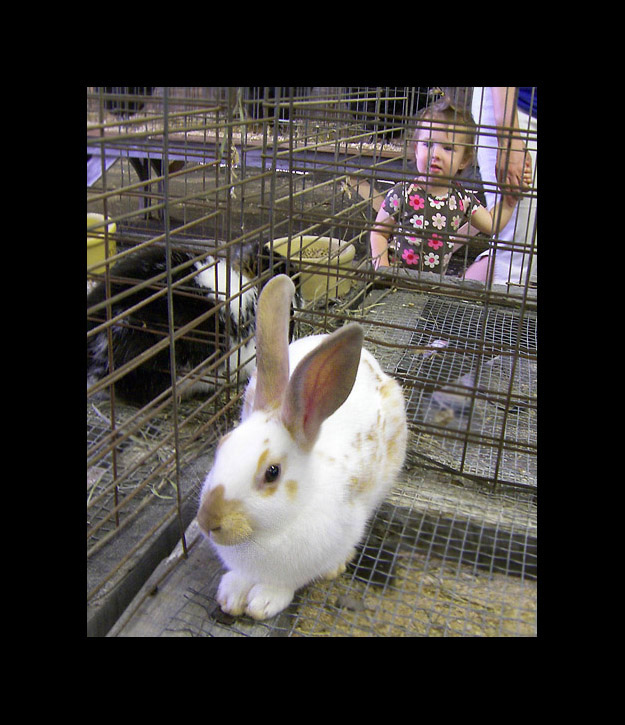 Photo titled English Spot (Golden)