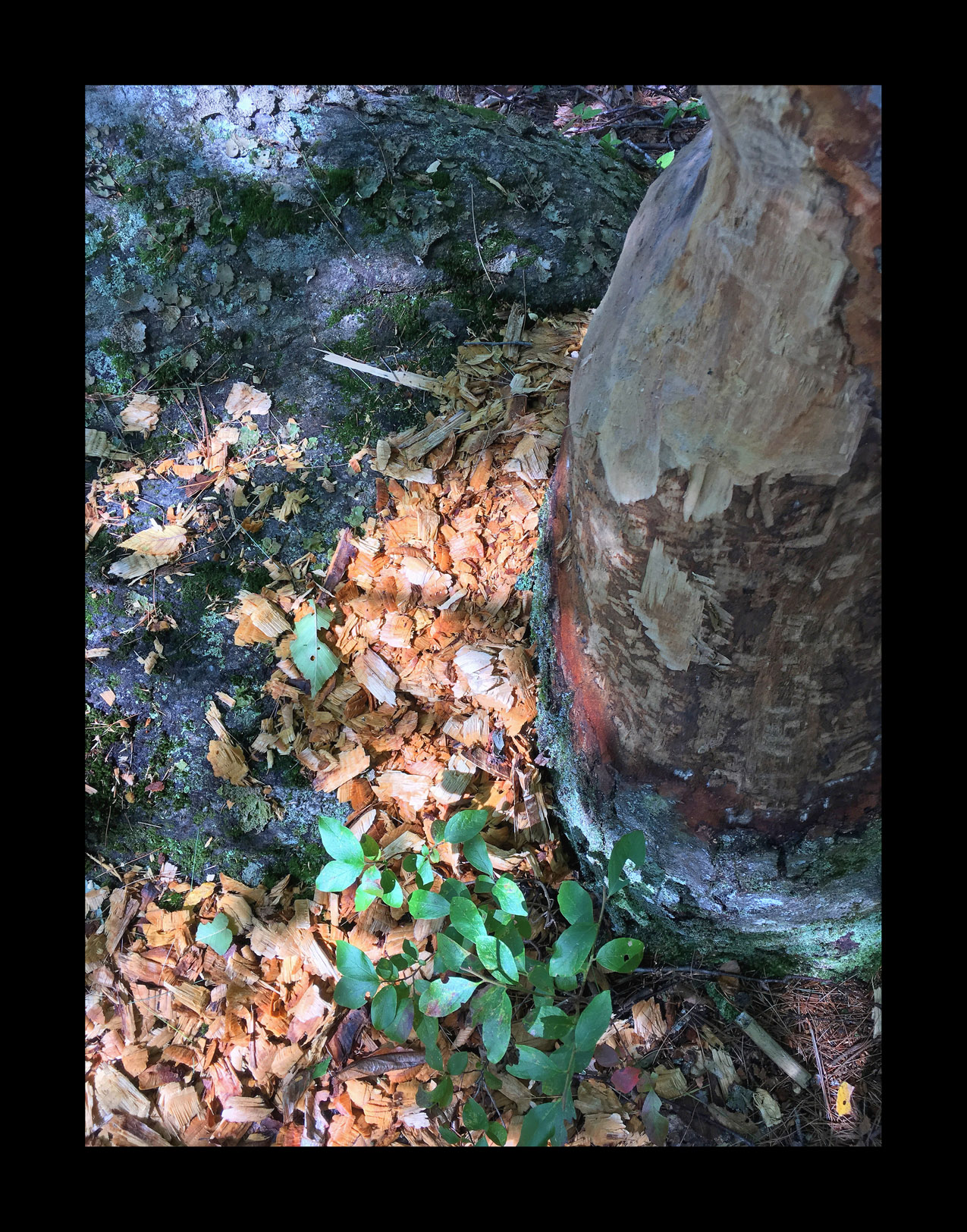 Photo titled Beaver Evidence