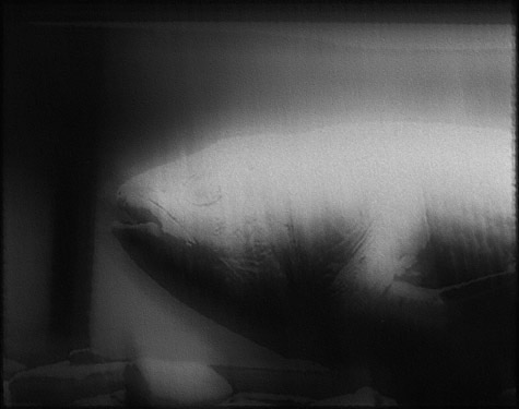 Photo titled Extinct