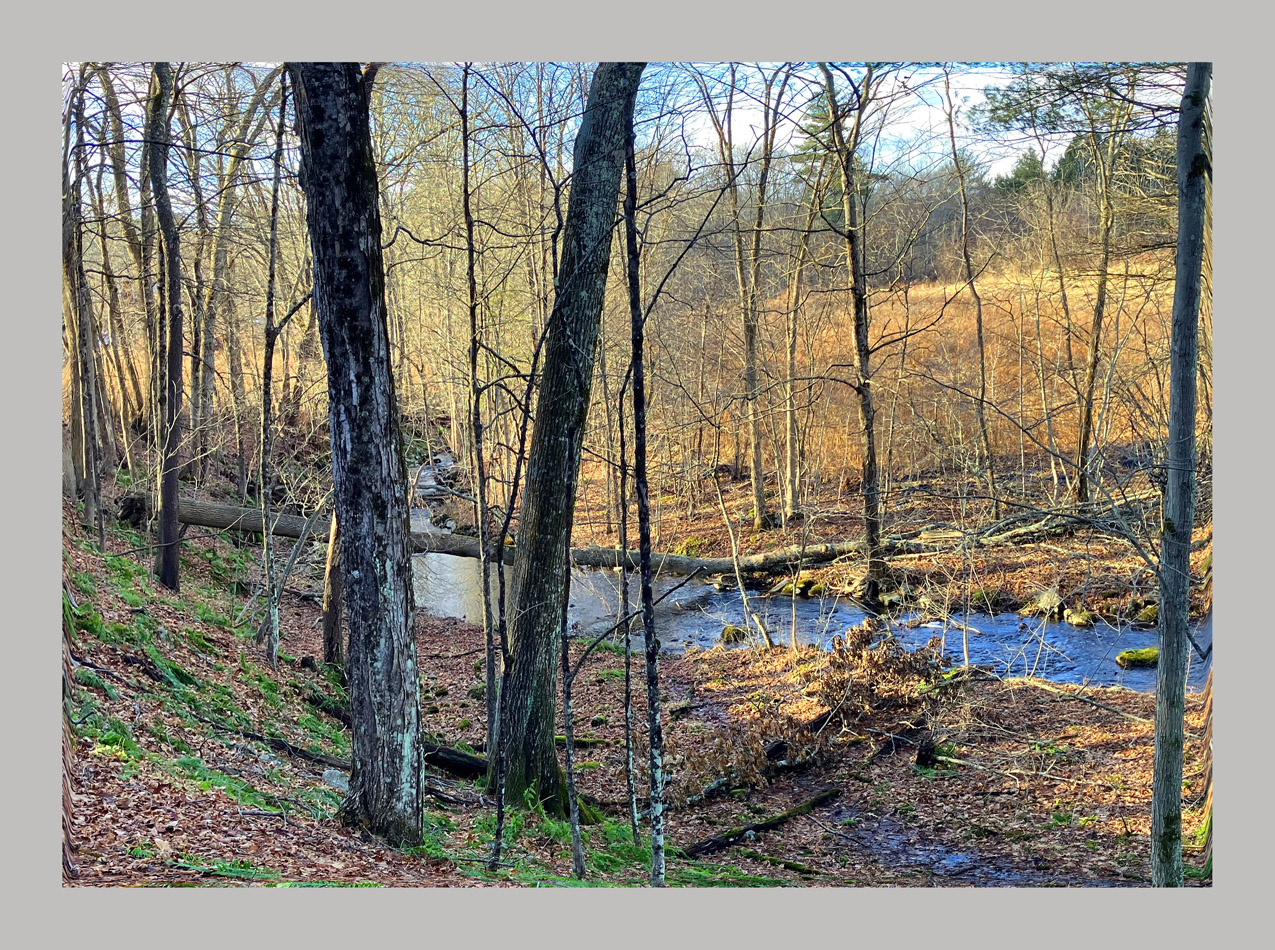Photo titled Fallen Ash Tree