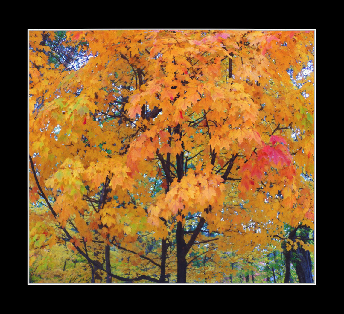 Photo titled Fall Tree