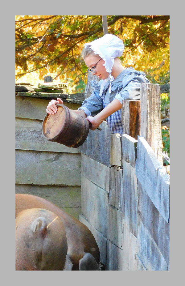 Photo titled Feeding the Swine