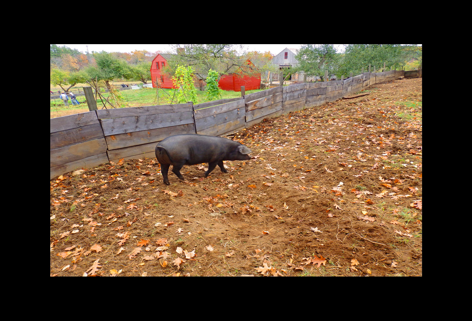 Photo titled Fenced In