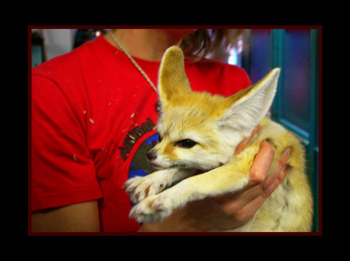Photo titled Fennec