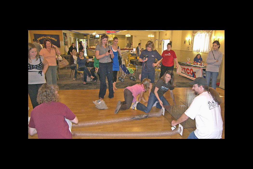 Photo titled Ferret Tube Race