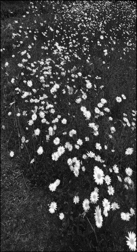Photo titled Field of Daisies