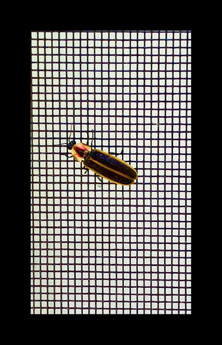 Photo titled Firefly