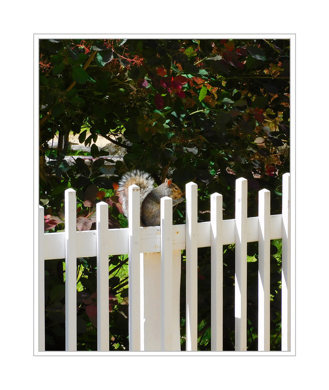 Photo titled Fluffy Tail