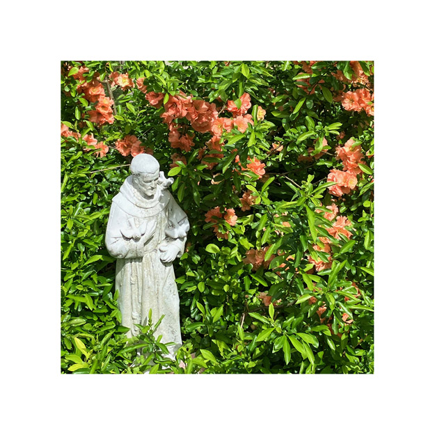 Photo titled Francis in the Quince