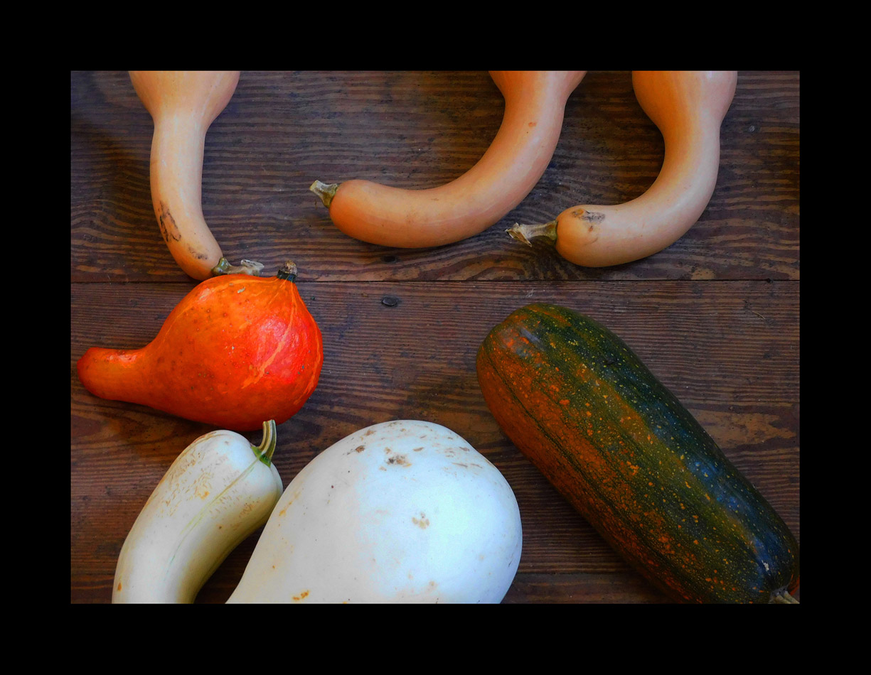 Photo titled From Freeman Farm Garden