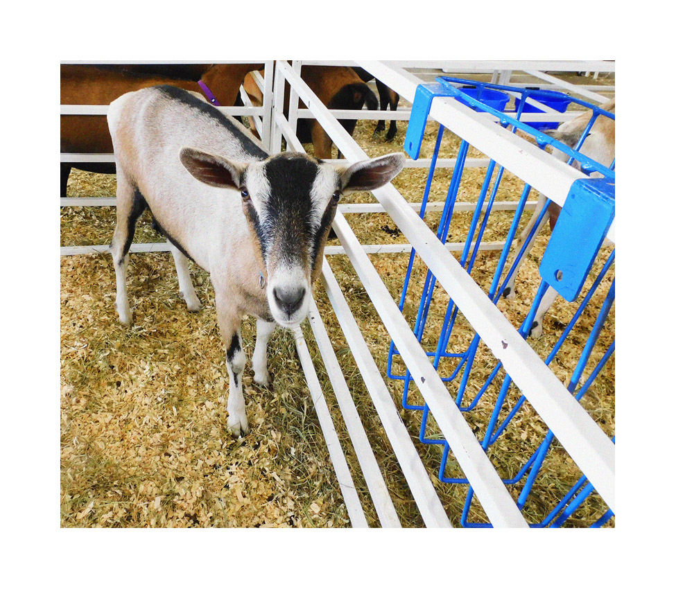 Photo titled Goat Stare