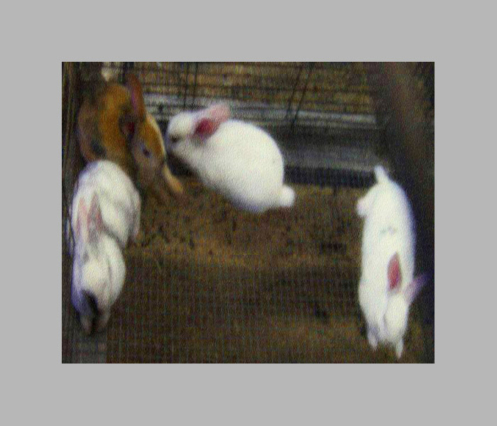 Photo titled Gossip