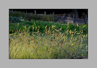 Thumbnail titled Grasses