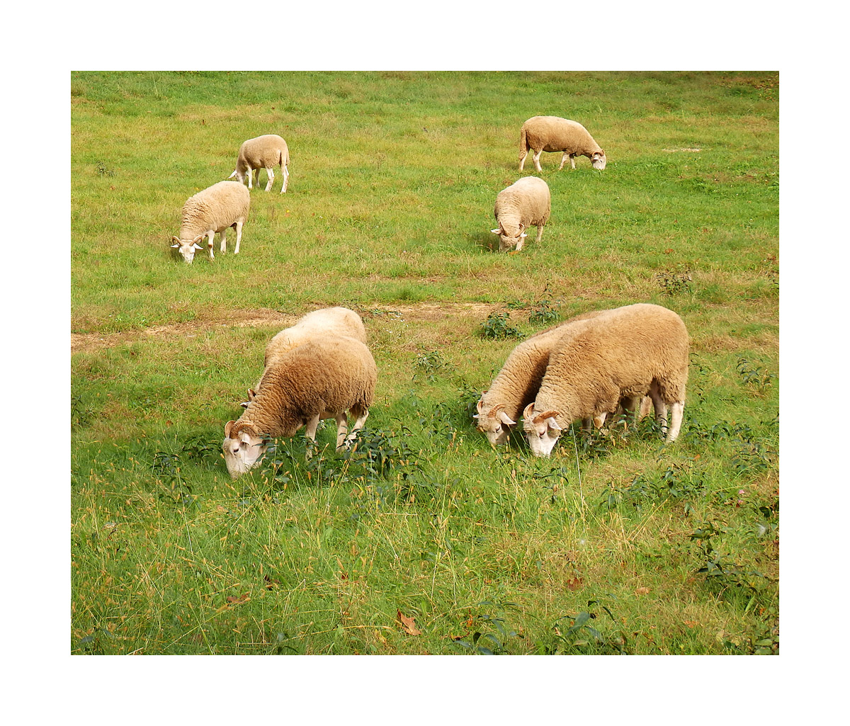 Photo titled Grazing