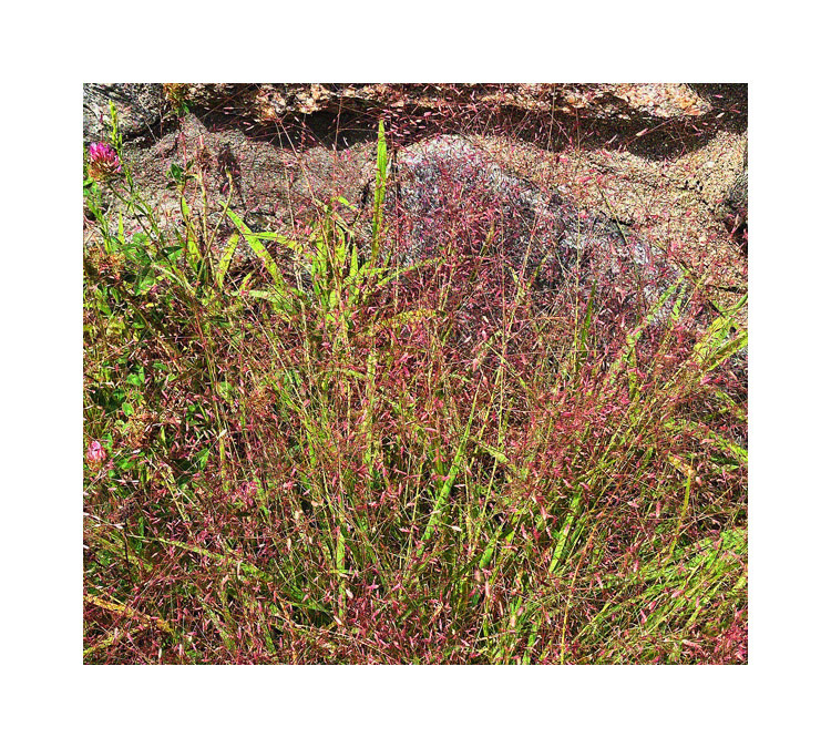 Photo titled Green and Purple
