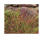 Thumbnail titled Green and Purple