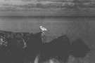 Thumbnail titled Gull