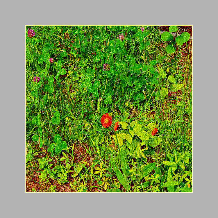 Photo titled Hawkweed and Clover