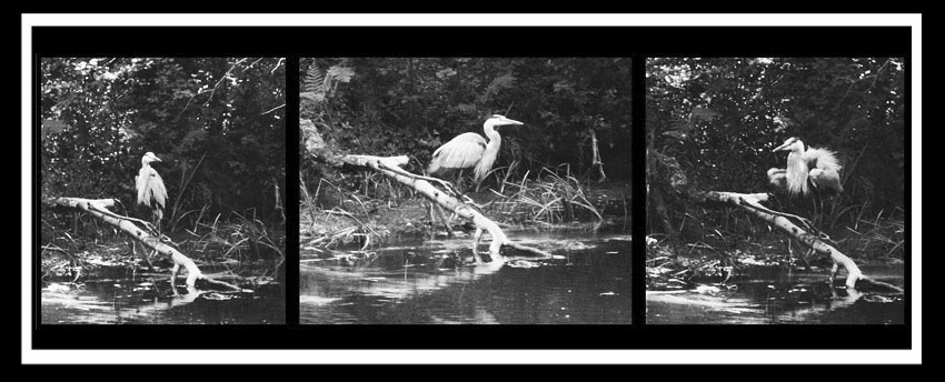 Photo titled Heron Poses