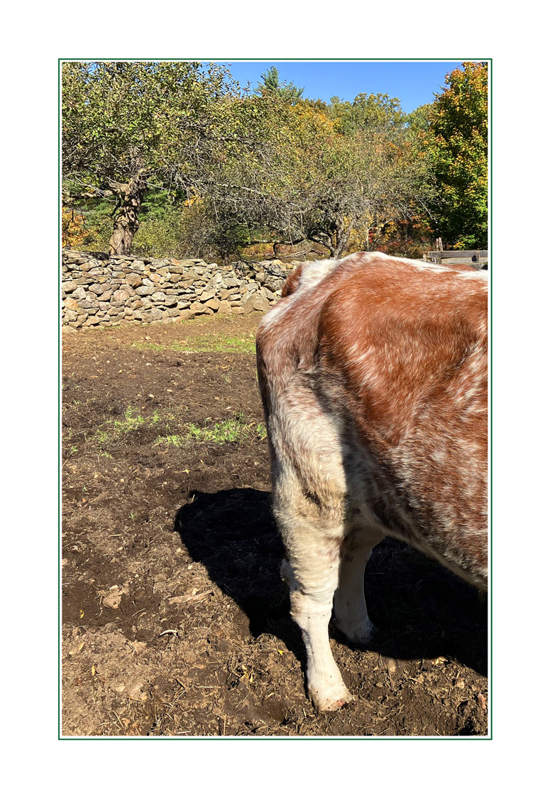 Photo titled Hindquarters