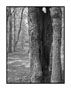 Thumbnail titled Hollow Tree