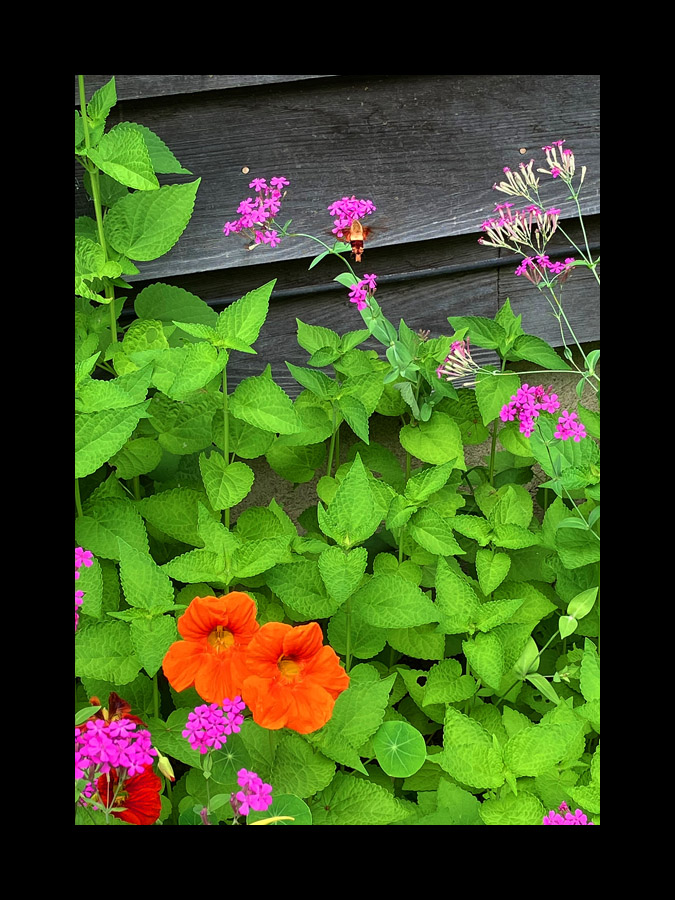 Photo titled Hummingbird Moth