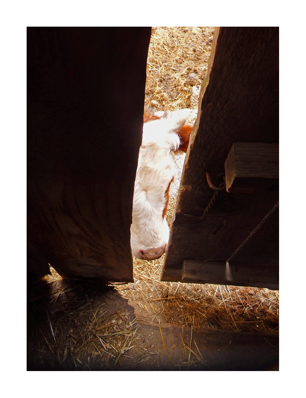 Photo titled Inquisitive