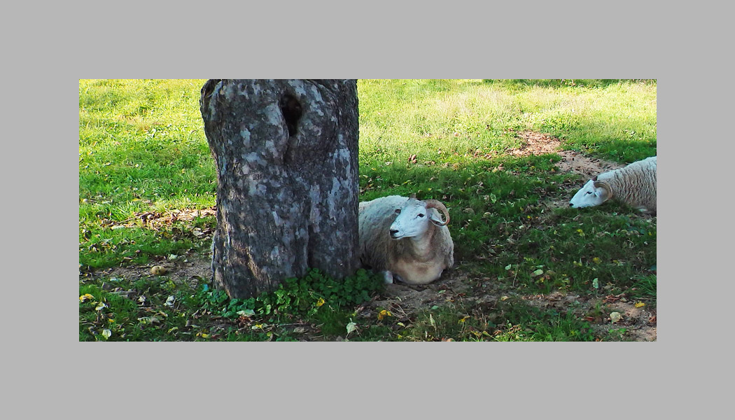 Photo titled In the Shade