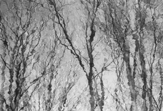 Photo titled In the Water