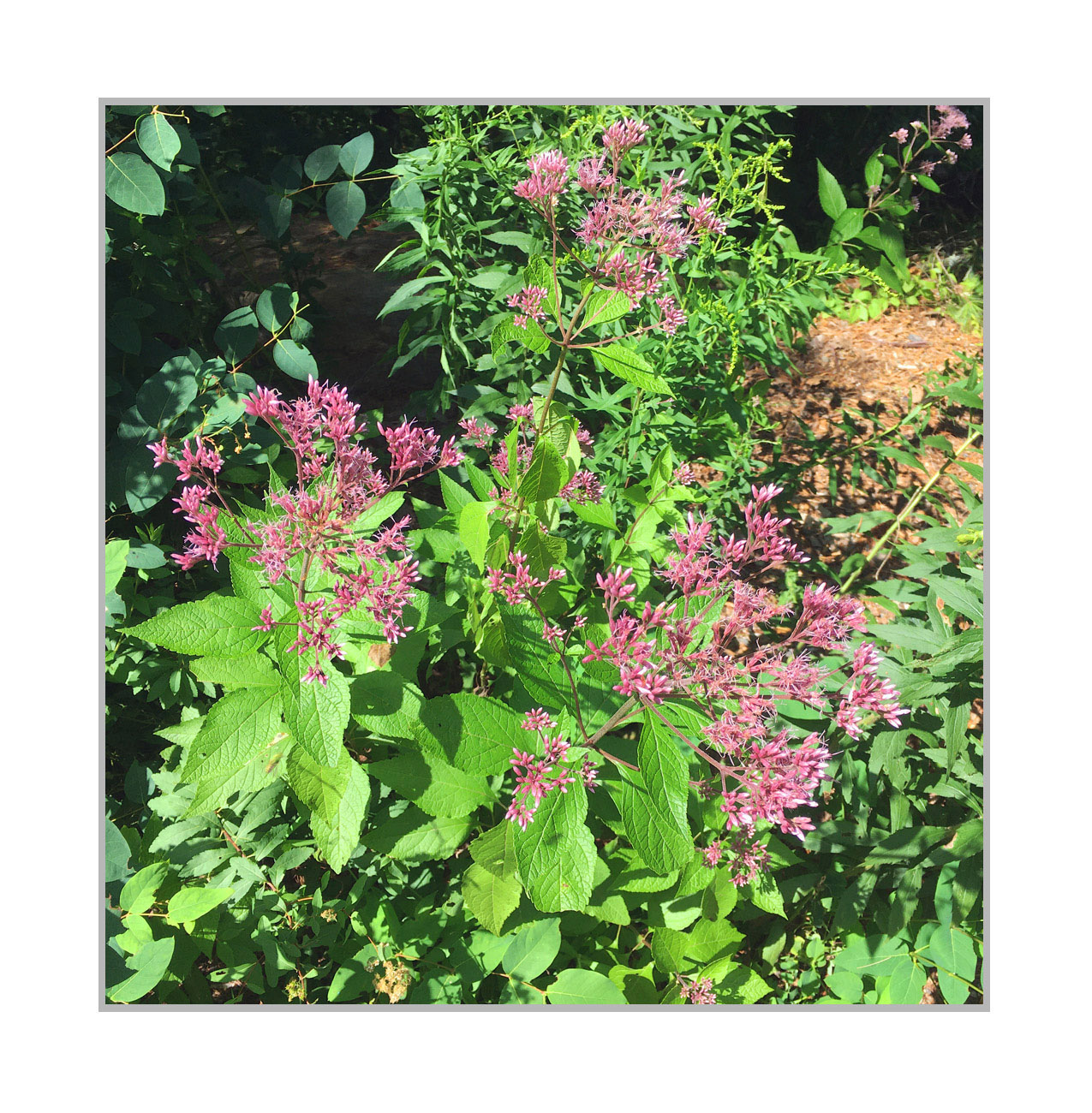 Photo titled Joe Pye Weed