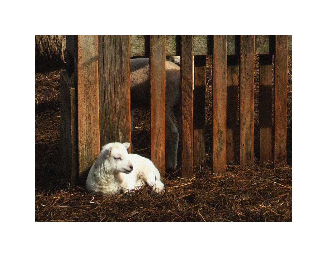 Photo titled Lamb