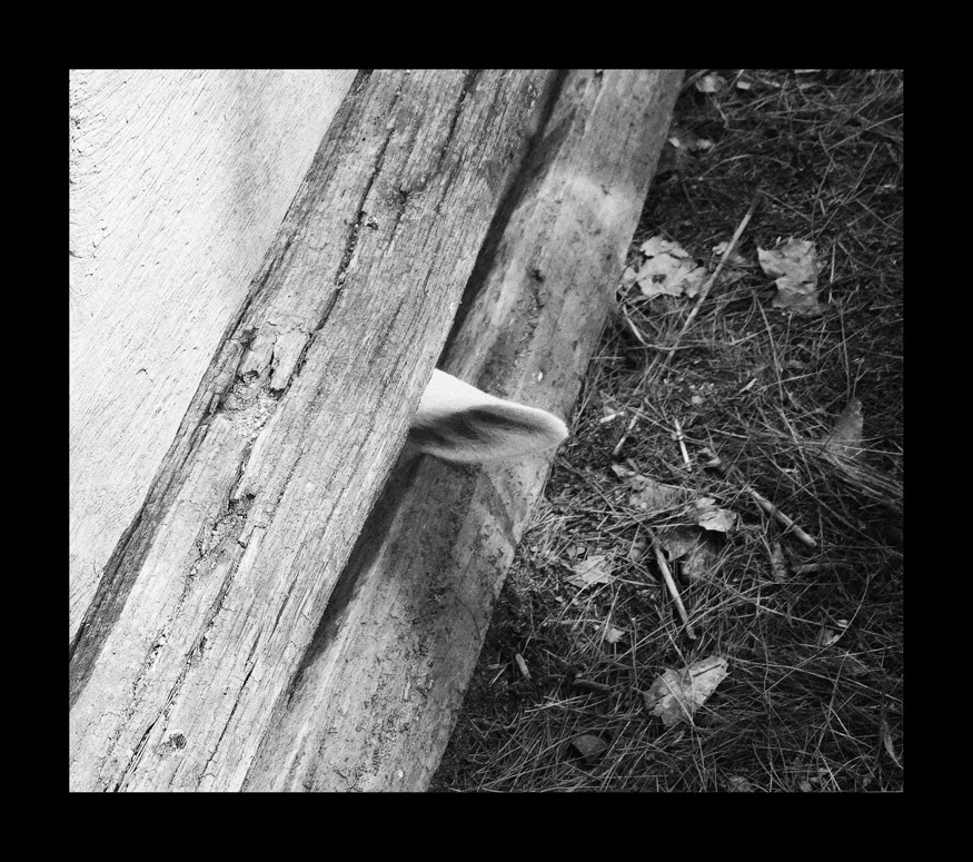 Photo titled Lamb's Ear